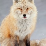 Foxy