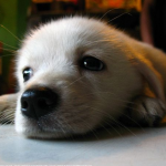 Waiting for mom to come home