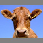 6.HelloCow!