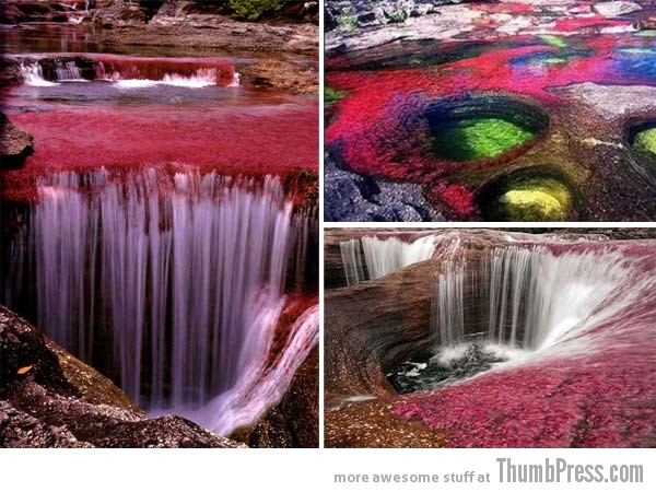 Canõ Cristales Colombia 1 10 Amazing Alien Like Places on Our World That Are From Another Planet
