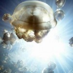 Jellyfish Lake 1