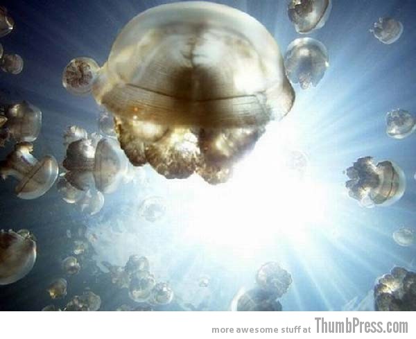 Jellyfish Lake 1 10 Amazing Alien Like Places on Our World That Are From Another Planet
