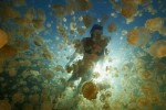 Jellyfish Lake