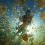 Jellyfish Lake