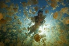 Jellyfish Lake