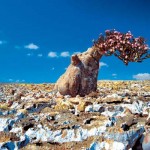 Socotra Island Yemen 1
