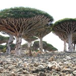 Socotra Island Yemen