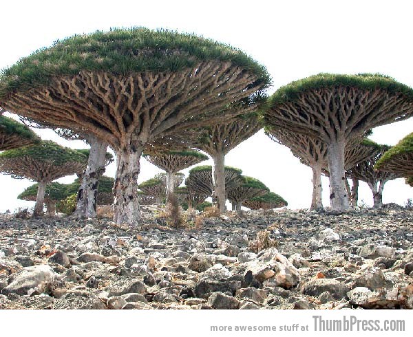 Socotra Island Yemen 10 Amazing Alien Like Places on Our World That Are From Another Planet