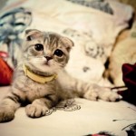 Attack of the Cuties 01