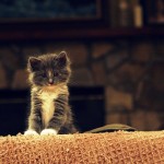 Attack of the Cuties 11