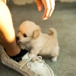 Attack of the Cuties 22