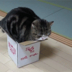 Even if it doesn't fits i sits