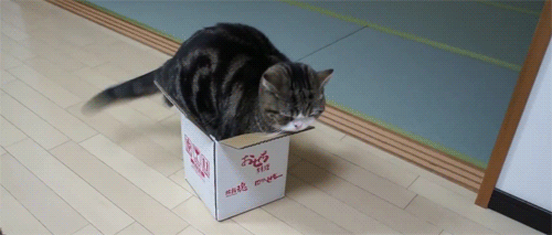Even if it doesnt fits i sits Catlicious Caturday: Your necessary dose of Cat GIFs is here