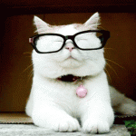 Hipster kitty