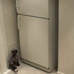 How to get to the fridge if you are a cat