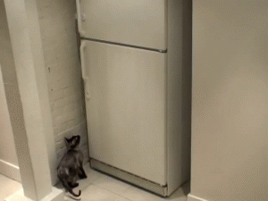 How to get to the fridge if you are a cat