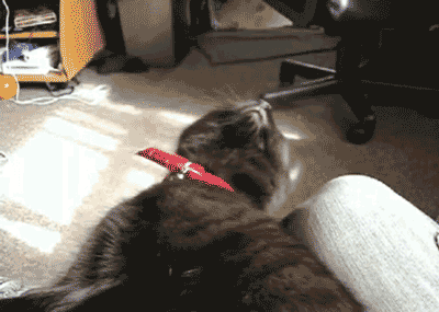 I want to go sleep Catlicious Caturday: Your necessary dose of Cat GIFs is here