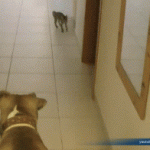 Kitty drifting