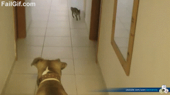 Kitty drifting Catlicious Caturday: Your necessary dose of Cat GIFs is here