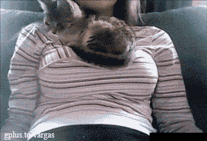 Kitty loves boobies