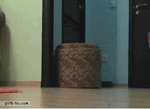 Lets move it Catlicious Caturday: Your necessary dose of Cat GIFs is here