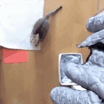 Matrix kitty