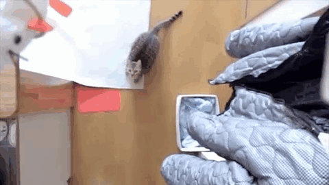 Matrix kitty Catlicious Caturday: Your necessary dose of Cat GIFs is here