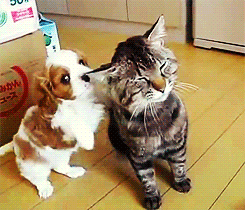 Oh my friend I love you Catlicious Caturday: Your necessary dose of Cat GIFs is here