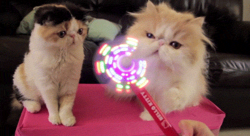 Oh yeah its fun Catlicious Caturday: Your necessary dose of Cat GIFs is here