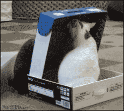 Oops Catlicious Caturday: Your necessary dose of Cat GIFs is here