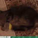Paddle kitty