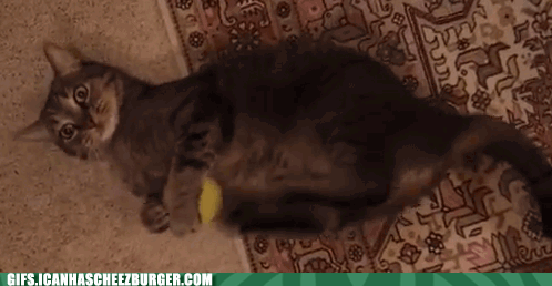 Paddle kitty Catlicious Caturday: Your necessary dose of Cat GIFs is here