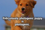 Photogenic-dog-thumb