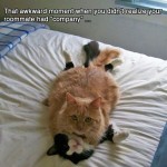 Roommate