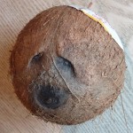 Sad Jewish Coconut