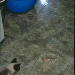 Spider cat