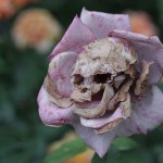 When a flower dies