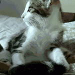 Yoga cat loves to stretch