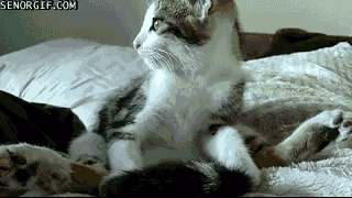 Yoga cat loves to stretch Catlicious Caturday: Your necessary dose of Cat GIFs is here