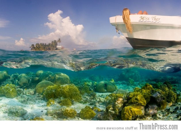 Coral Reefs of South Water Caye, Belize 1