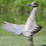 Crane from Kung Fu Panda