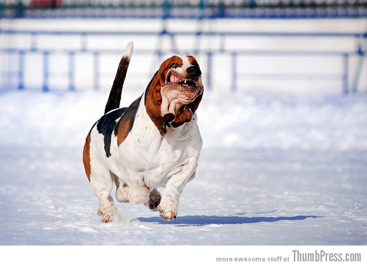 Derpity Derp Derpy