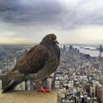 New York City Pictures 8