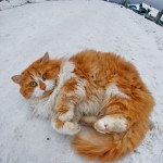 Snow kitty