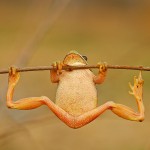 Stretchy Toad