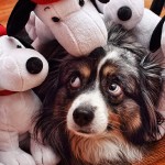 Stuffed toys.. NOPE