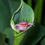 Surprise toad