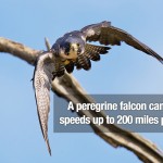 Surprising Facts 21