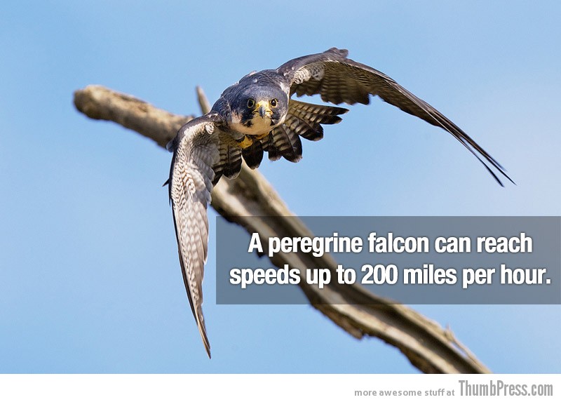 Surprising Facts 21