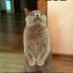 That meow